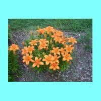 Conservatory 029.jpg